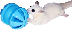 Exotic Nutrition Push & Play Small Animal Toy slide 2 of 4