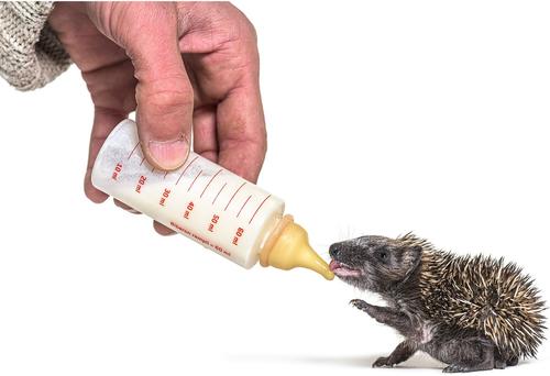 Show full view: Exotic Nutrition Specialty Milk Replacer Small-Pet Milk Supplement, 8.8-oz bag slide 3 of 3