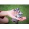 Show in main carousel: Exotic Nutrition Sugar Glider Variety Pack Small Pet Treats slide 5 of 7