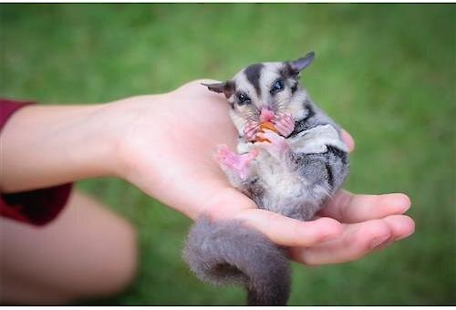 Show full view: Exotic Nutrition Sugar Glider Variety Pack Small Pet Treats slide 5 of 7