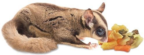 Show full view: Exotic Nutrition Sugar Glider Variety Pack Small Pet Treats slide 6 of 7