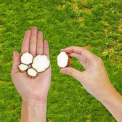 Exotic Nutrition Sunflower Stalk Slices Small Pet Chew Toy slide 2 of 4
