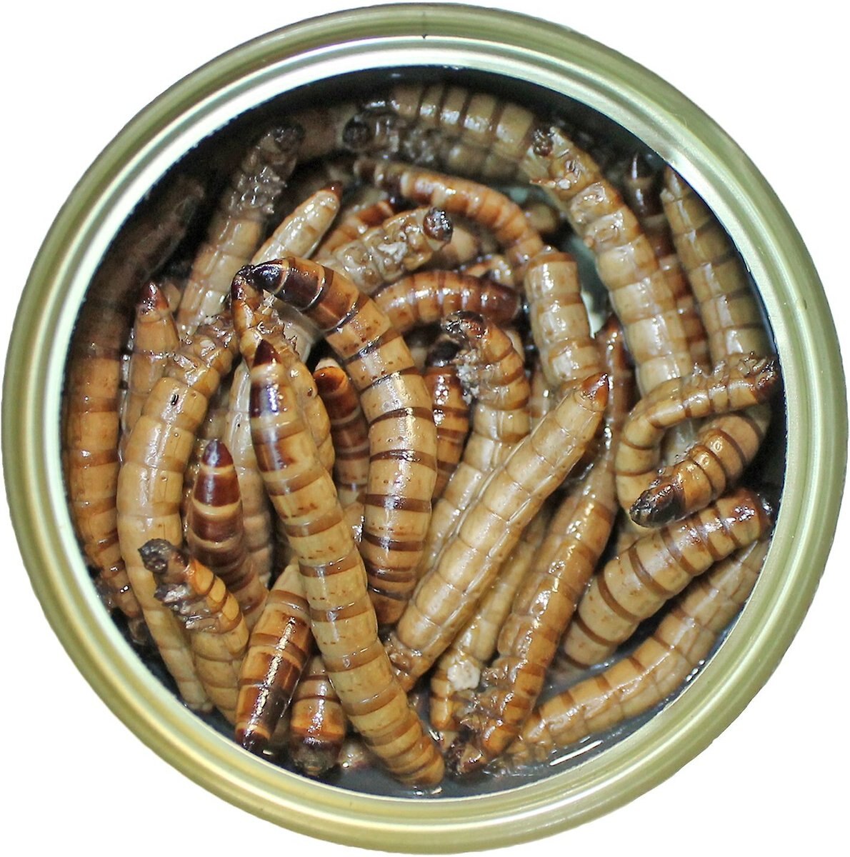 Exotic Nutrition Caterpillars Hedgehog Treats, 1.2-oz can
