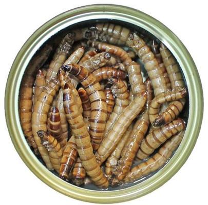 Show full view: Exotic Nutrition Superworms Hedgehog Treats, 1.2-oz can slide 2 of 5