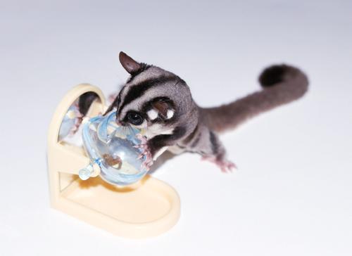 Show full view: Exotic Nutrition Tilt-N-Treat Sugar Glider & Mouse Treat Dispenser slide 5 of 9