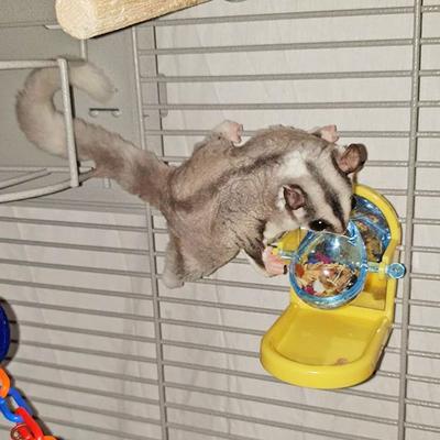 Show full view: Exotic Nutrition Tilt-N-Treat Sugar Glider & Mouse Treat Dispenser slide 6 of 9