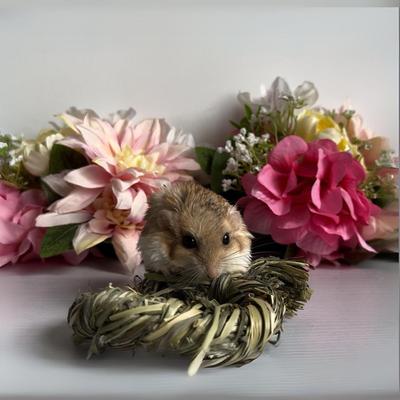 Show full view: Exotic Nutrition Timothy Rings Small Pet Chew Toy slide 8 of 9