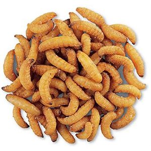 Exotic Nutrition Wax Snax Small Animal Treats, 1-oz bag