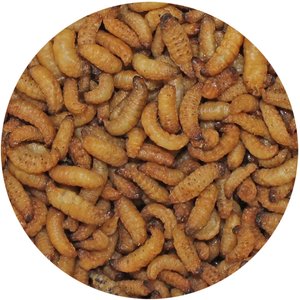 Exotic Nutrition Wax Snax Small Animal Treats, 1-oz bag