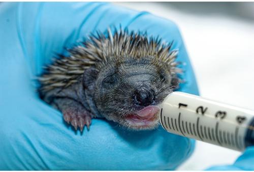 Show full view: Exotic Nutrition Wonder Nipples Small-Pet Feeder, 6-pack, Large slide 5 of 6