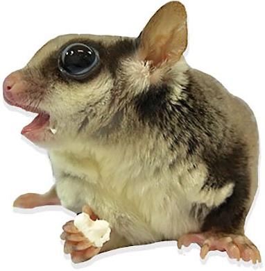 Show full view: Exotic Nutrition Yogu Drops Small Pet treat, 14-oz bag slide 5 of 9