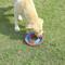 Show in main carousel: EYS Dog Floating Water Resistance Disc Toys & Feeding Bowl, Blue/Red slide 3 of 4