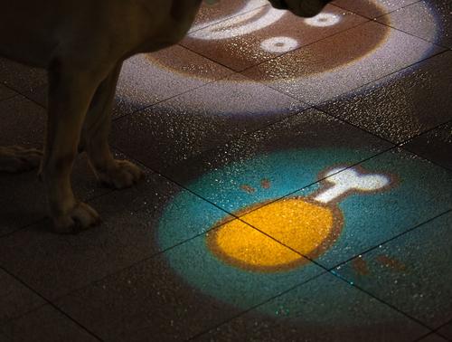 Show full view: EYS Drumstick & Bone Adjustable Projector Light Dog Collar Accessory slide 3 of 8