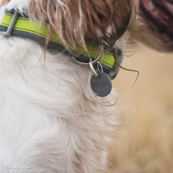 EZ Change Dog I.D. Clip, Nickel, Set of 2 slide 2 of 5