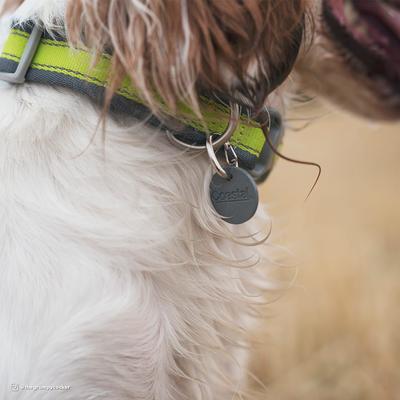 Show full view: EZ Change Dog I.D. Clip, Nickel, Set of 2 slide 4 of 8