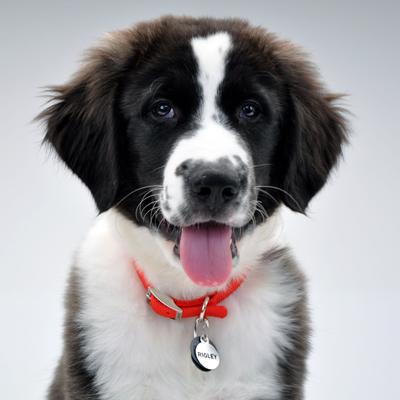 Show full view: EZ Change Dog I.D. Clip, Nickel, Set of 2 slide 6 of 8