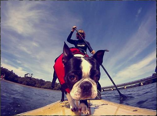 Show full view: EzyDog Doggy Flotation Device Life Jacket, Red, Large slide 5 of 9