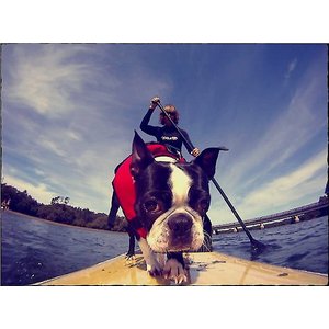 EzyDog Doggy Flotation Device Life Jacket, Red, X-Small 