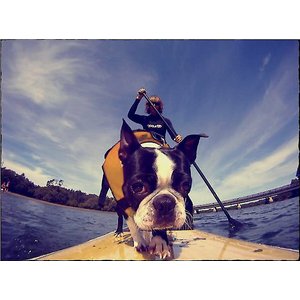 EzyDog Doggy Flotation Device Life Jacket, Yellow, Large 