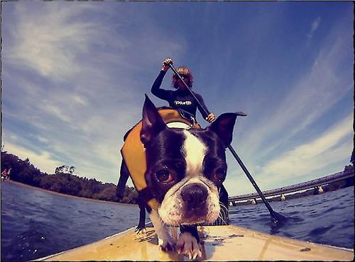 Show full view: EzyDog Doggy Flotation Device Life Jacket, Yellow, X-Small  slide 5 of 9