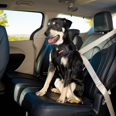 EzyDog EzyDog Drive Dog Car Harness, Medium
