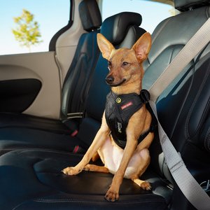 EzyDog Drive Dog Car Harness, Small