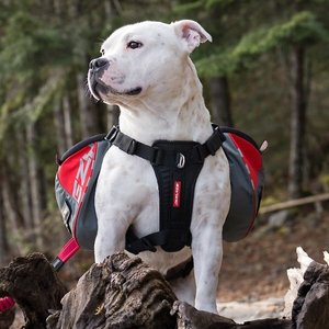 EzyDog High Performance Summit Dog Backpack, Medium