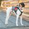 Show in main carousel: EzyDog High Performance Summit Dog Backpack, Small slide 4 of 7