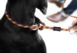 EzyDog Luca All-In-One Dog Slip Collar & Leash, Orange, Lite slide 2 of 4