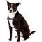 Show in main carousel: EzyDog Quick Fit Dog Harness, Black, Large slide 3 of 13