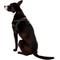 Show in main carousel: EzyDog Quick Fit Dog Harness, Black, Large slide 4 of 13