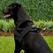Show in main carousel: EzyDog Quick Fit Dog Harness, Black, X-Large slide 5 of 13
