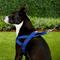 Show in main carousel: EzyDog Quick Fit Dog Harness, Blue, Large slide 5 of 13