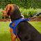 Show in main carousel: EzyDog Quick Fit Dog Harness, Blue, Medium slide 5 of 13