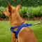 Show in main carousel: EzyDog Quick Fit Dog Harness, Blue, Small slide 6 of 14