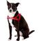 Show in main carousel: EzyDog Quick Fit Dog Harness, Red, Large slide 3 of 13