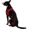 Show in main carousel: EzyDog Quick Fit Dog Harness, Red, Large slide 4 of 13