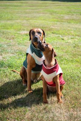 Show full view: fabdog Chevron Dog Coat, Burgundy, 20-in slide 4 of 5