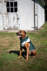 fabdog Chevron Dog Coat, Green, 12-in slide 2 of 3