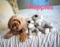 fabdog Floppy Koala Squeaky Plush Dog Toy, Gray, Large slide 2 of 4