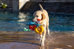 fabdog Frog Floatie Water Outdoor Plush Dog Toy slide 2 of 4