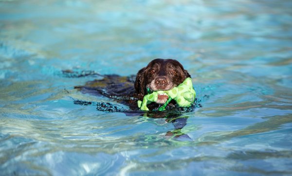 fabdog Frog Floatie Water Outdoor Plush Dog Toy