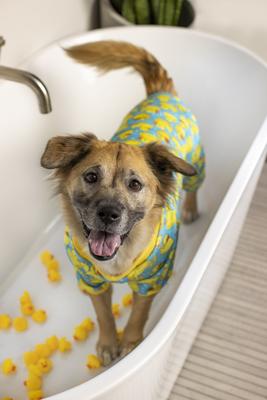 Show full view: fabdog Graphic Rubber Ducky Dog Pajamas, Multi-color, 12-in slide 2 of 6