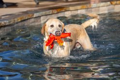 fabdog Lobster Floatie Water Outdoor Plush Dog Toy slide 2 of 4