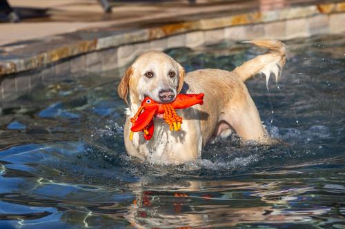 Show full view: fabdog Lobster Floatie Water Outdoor Plush Dog Toy slide 3 of 5
