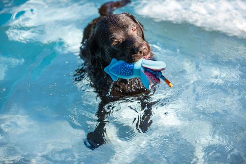 Show full view: fabdog Squid Floatie Water Outdoor Plush Dog Toy slide 3 of 5