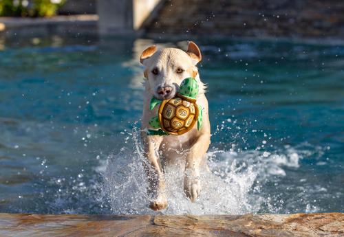 Show full view: fabdog Turtle Floatie Water Outdoor Plush Dog Toy slide 3 of 4