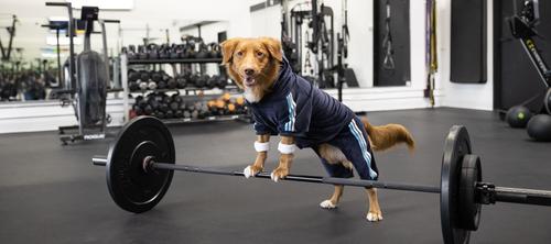 Show full view: fabdog Velour Jogger Stripes Dog Sweater, Navy, 22-in slide 4 of 5