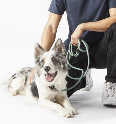 Show full view: Fable Pets Magic Link Hands-Free Dog Leash, Green, Medium/Large slide 4 of 4