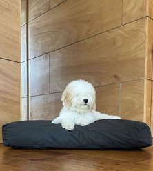 Fable Pets Memory Foam Cat & Dog Bed, Dark Shadow, Large/X-Large
